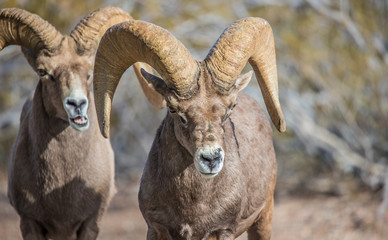Endangered desert bighorn sheep 