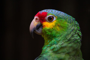 colorful parrot