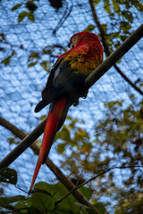 scarlet macaw in the zoo