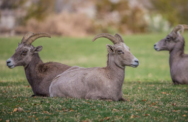 Endangered desert bighorn sheep 