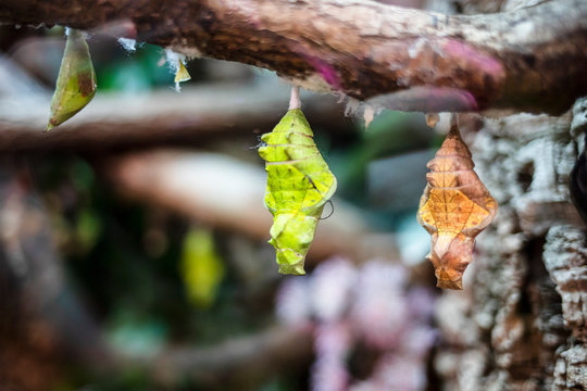 Butterfly Pupa Hanging On A Tree Branch.