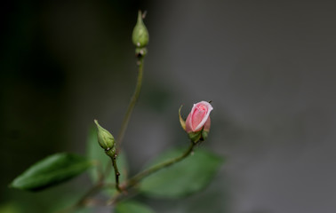Little Pink Rose Flover  