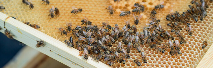 bee abdomen sticking out of pollen frame/