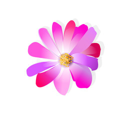Flower vector on isolate white background. Beautiful daisy.