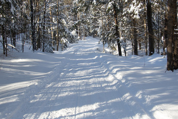 Snow covered branches in a forest along the trans Canada trail also known as the Great Trail