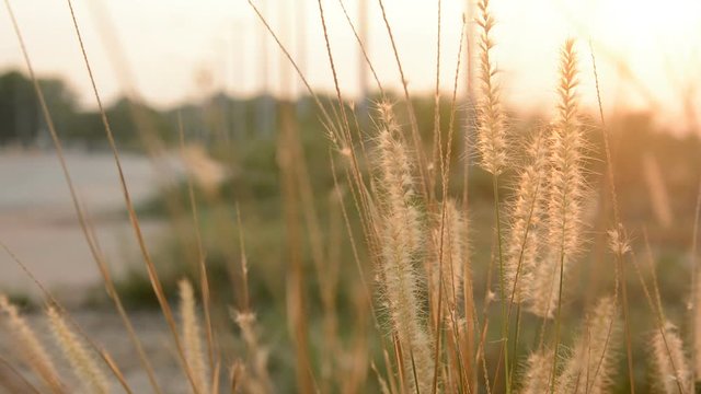 Desho grass with sunlight desho grass, desho (Pennisetum pedicellatum) footage
