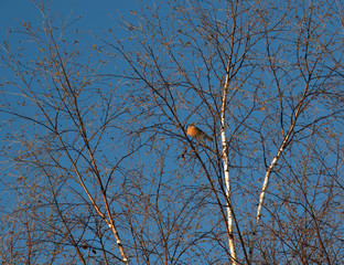 Unusual appearance of an american robin in a bare birch tree wintering in Muskoka