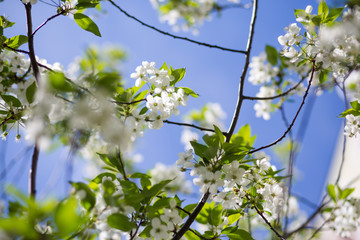 Beautiful floral spring abstract background of nature. Branches of blossoming apricot macro with soft focus on gentle light blue sky background. For easter and spring greeting cards with copy space