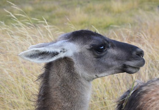 1,023 BESTE Andenhirsch BILDER, STOCK-FOTOS & -VEKTORGRAFIKEN | Adobe Stock