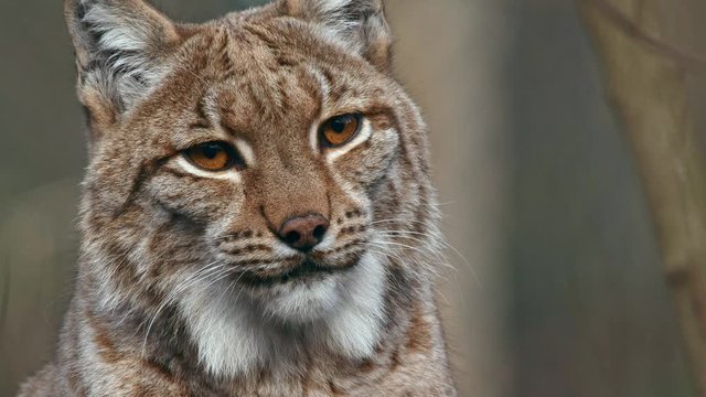 Angry Eurasian lynx threatening and growling