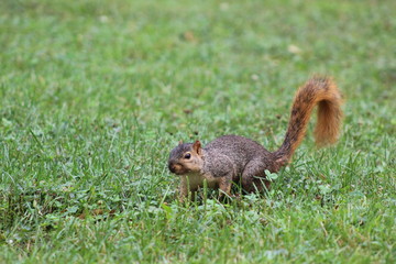 squirrel in park