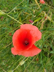 red poppy in a field