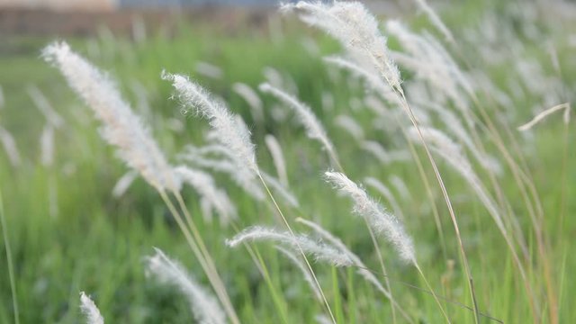 Fountain grass with sunlight desho grass, desho (Pennisetum pedicellatum) footage