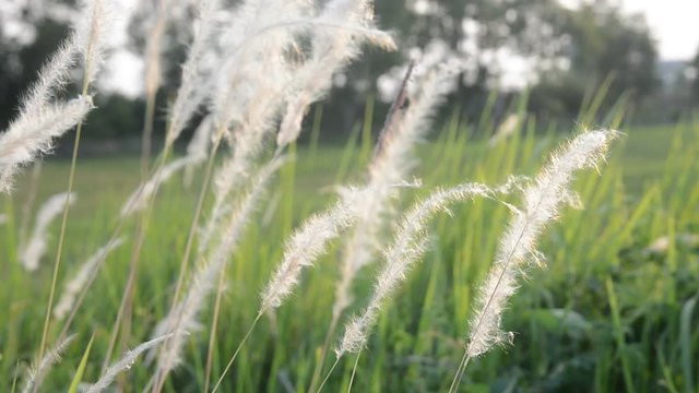 Desho grass with sunlight desho grass, desho (Pennisetum pedicellatum) footage