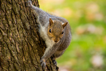Scoiattolo Grigio 