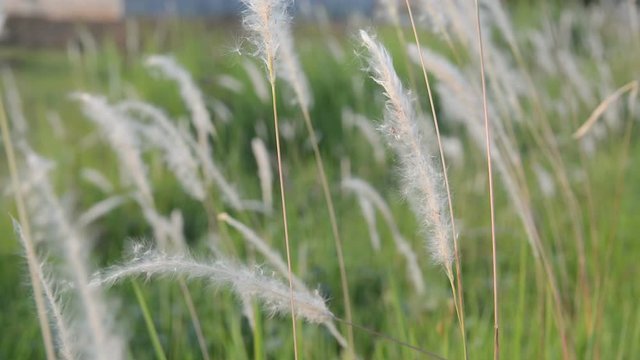 Desho grass with sunlight desho grass, desho (Pennisetum pedicellatum) footage