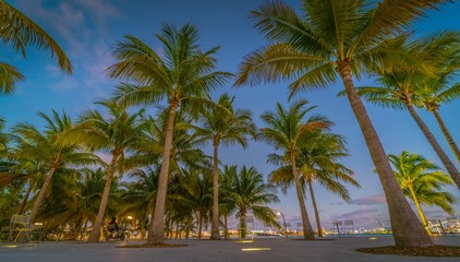 Fototapeta na wymiar beach palm tropical tree sky sea ocean sand coconut blue traveling nature miami florida cuba vacation summer eden green cheerful