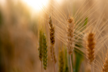 Wheat crop field. Ears of golden wheat close up. Ripening ears of wheat field background. Rich harvest Concept.