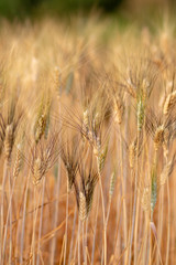 Fototapeta premium Wheat crop field. Ears of golden wheat close up. Ripening ears of wheat field background. Rich harvest Concept.