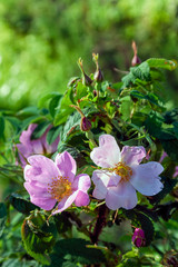 Dogrose flowers on a blurred background. Branches of flowering rose hips on a background of blurred greenery.