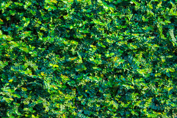 Green natural wall background and texture