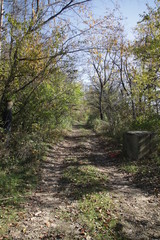 path in forest