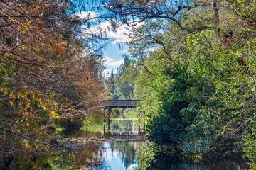 Wooden bridge over a creek surrounded by bald cypress, cocoplum and live oak - Tree Tops Park, Davie, Florida, USA