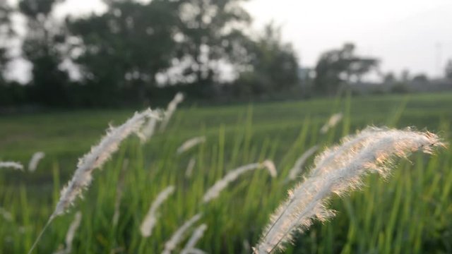 Desho grass with sunlight desho grass, desho (Pennisetum pedicellatum) footage