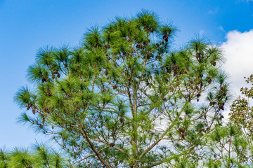 South Florida slash pine (Pinus elliottii densa) covered in pine cones - Tree Tops Park, Davie, Florida, USA