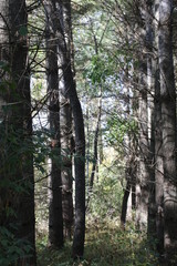 Obraz premium trees in the forest