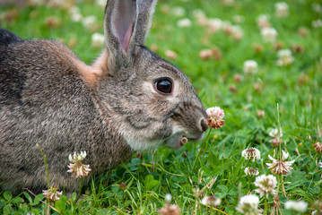 Brown long-eared bunny eating flower