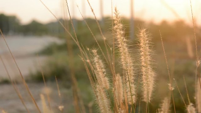 Desho grass with sunlight desho grass, desho (Pennisetum pedicellatum) footage