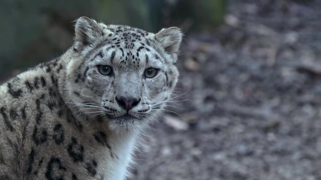 Snow leopard in rocky environment
