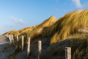 Grasses in de dunes on the sand and beach coast of Hoek van Holland, the Netherlands.