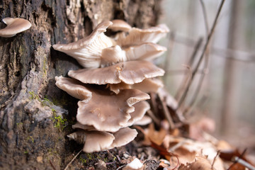 Mushrooms in Smoky Mountains