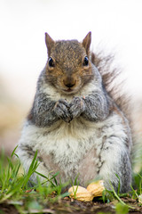 Obraz premium Scoiattolo Grigio 