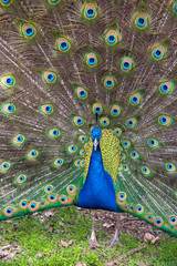 Obraz premium peacock with feathers out