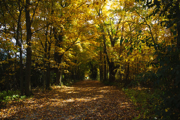 Obraz premium Fall Forest