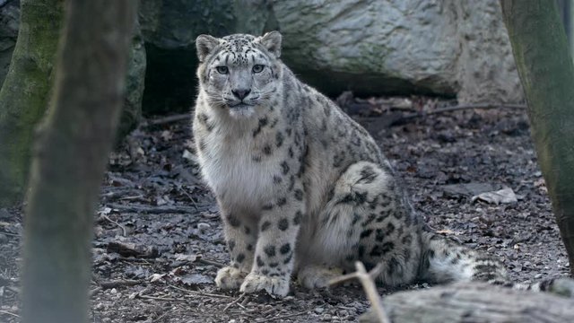 Snow leopard (Panthera uncia) sensing danger