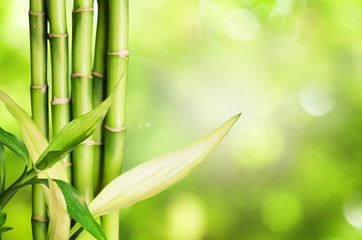 Fototapeta na wymiar Many bamboo stalks on green background