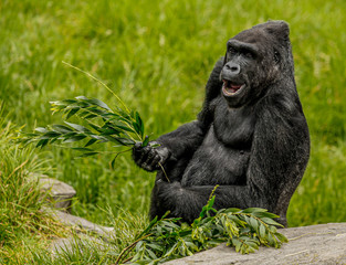 Happy Gorilla