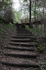 stairs in the forest