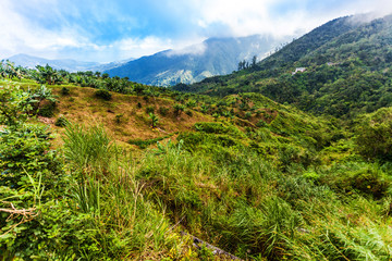 Fototapeta na wymiar Jamaica Blue Mountains coffee grow landscape view