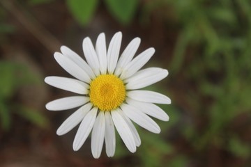 Fototapeta premium Blooming Fresh White and Yellow Daisy