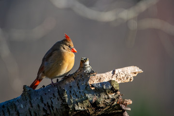 Female Northern Cardinal Perched on a Branch