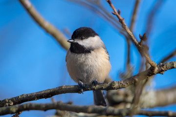 Black-capped Chickadee Perched on a Branch