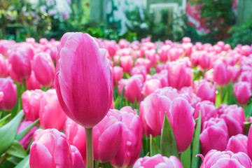 Tulip flowers in summer at garden