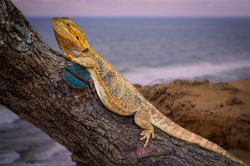  lizard. The bearded dragon (also known as Pogona vitticeps) is ONE of the 300 species of agamid lizard. They are naturally found in the desert of Southeastern Australia. 
