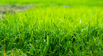 vivid green grass field close up