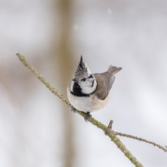 Fototapeta premium The European crested tit, or simply crested tit (Lophophanes cristatus) is a passerine bird in the tit family Paridae.